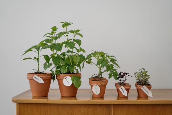 Plantendag