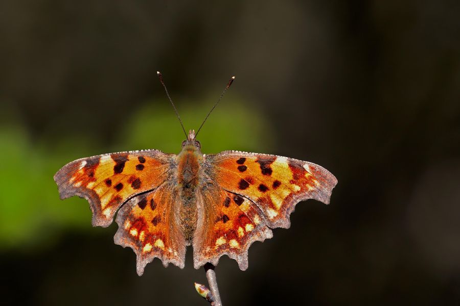 istvankopeczny-comma-7932755_1920